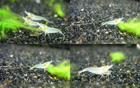 Snowball neocaridina white shrimps