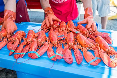 Everything you can eat and do at the Maine Lobster Festival