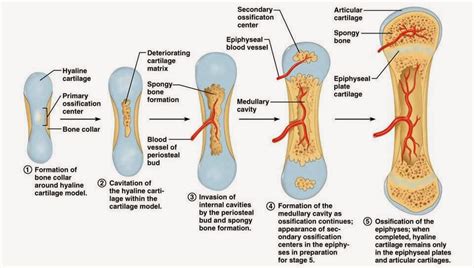 Honors Anatomy and Physiology: January 2014