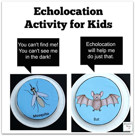 Echolocation Activity for Kids