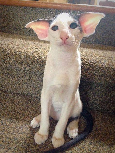 Dobby_Cat