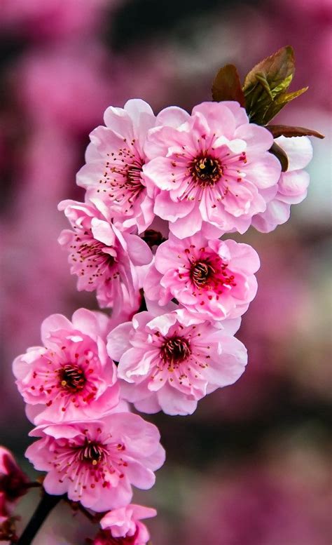 Beautiful Pink Blossoms | Nature photography flowers, Flower landscape ...