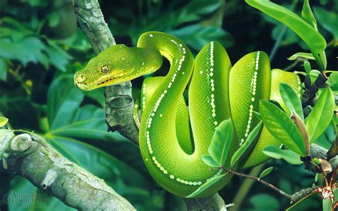 So Christian... | Australian animals, Pet snake, Pretty snakes