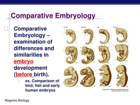 Embryology Chart