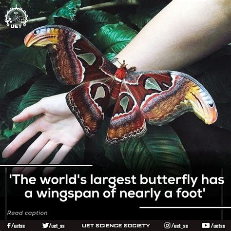 The Queen Alexandra Birdwing is the... - UET Science Society