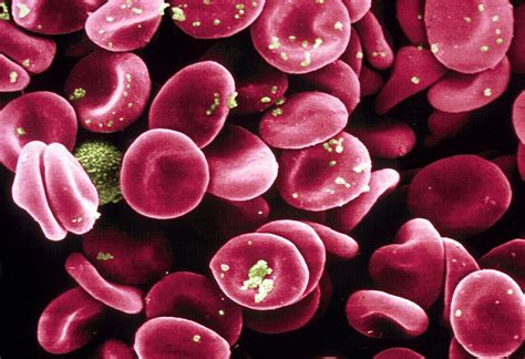 Red Blood Cells Scanning electron … – License image – 70336874 lookphotos