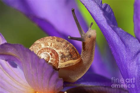 Cute garden snail on purple flower Photograph by Simon Bratt - Pixels