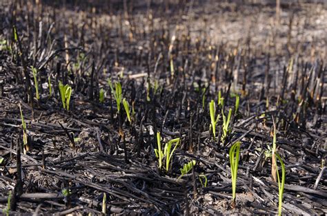 What is a Firenado? | Wonderopolis