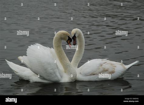 Two swans together with Heart Shape Stock Photo - Alamy