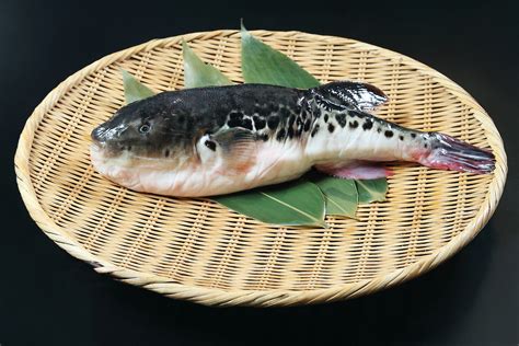 Fugu fish preparation - garetpp