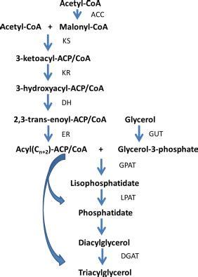 Fatty Acid Synthesis Pathway Diagram