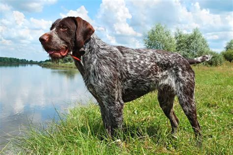 German Wirehaired Pointer - All About Dogs | Orvis