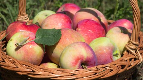 Basket full of apples HD desktop wallpaper : Widescreen : High Definition : Fullscreen