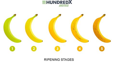 The science behind commercial fruit ripening with ethylene: A guide to understanding the process