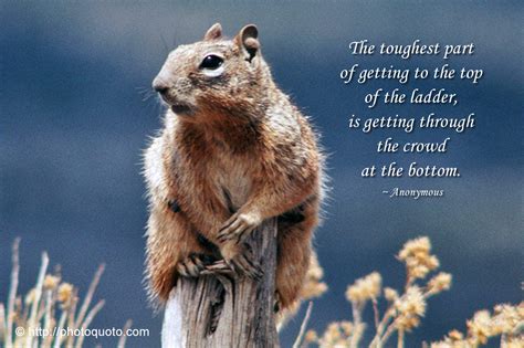 Squirrel Quotes And Sayings. QuotesGram