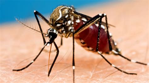 Florence floods breed large, aggressive mosquitoes | WLOS