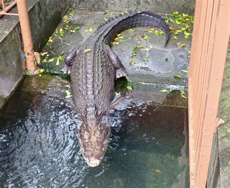 Philippine Crocodile (Crocodylus mindorensis) - ZooChat