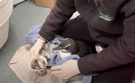 Lost Penguin Rescued By Wildlife Rehab — 100s Of Miles From Home ...