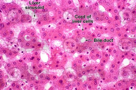 Man. Liver. Transverse section. 500X - Liver - Man - Mammals ...