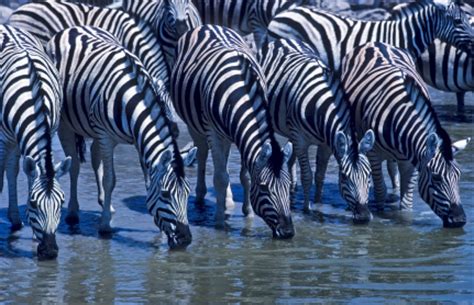 Plains Zebra Facts | Common Zebras | Equus quagga