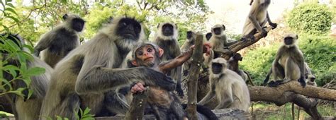 A funeral for a spy monkey | BBC Earth