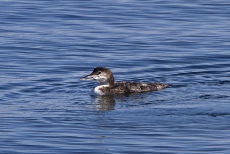 Great Northern Diver Winter Plumage Editorial Stock Photo - Stock Image | Shutterstock