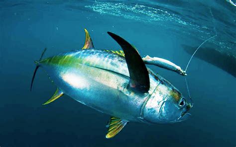 Tuna Fishing - Fish Charter Curacao