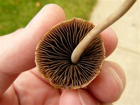 Mushroomer: Little brown mushroom (LBM)