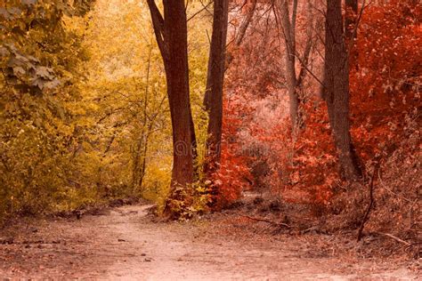 Magical Autumn Forest is Very Beautiful Stock Image - Image of environment, clean: 104628185