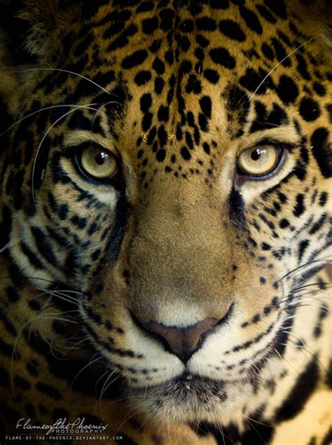 Jaguar: Eyes by Flame-of-the-Phoenix on DeviantArt