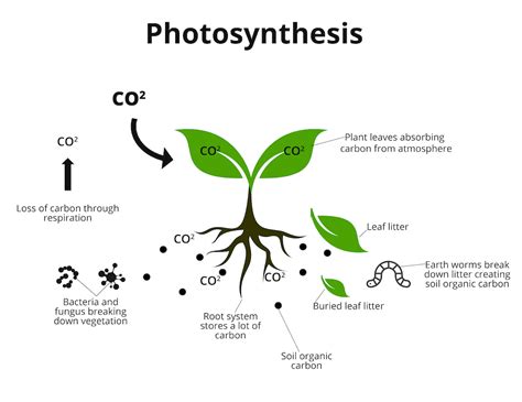 How Soil Carbon Sequestration applies to agriculture