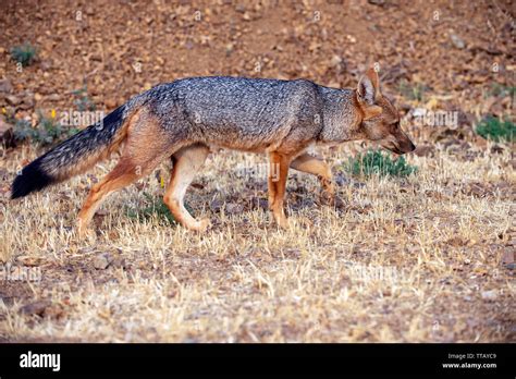 Culpeo or Andean fox (Lycalopex culpaeus Stock Photo - Alamy