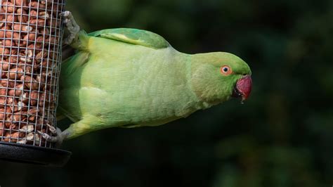 Here'S How Big Budgies Are Compared To Parrotlets