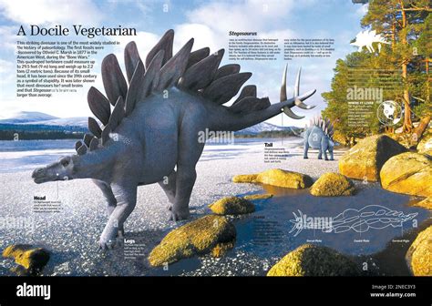 Infographic of the characteristics and habitat of Stegosaurus, a plant ...