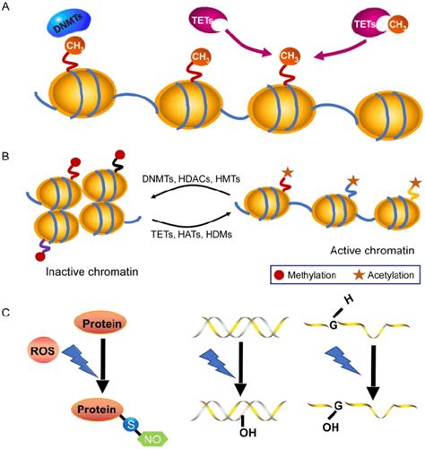 Chromatin modifications in gene-expression regulation. A: DNA... | Download Scientific Diagram