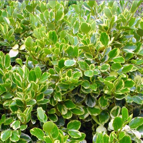 Griselinia littoralis 'Variegata' | Farmyard Nurseries