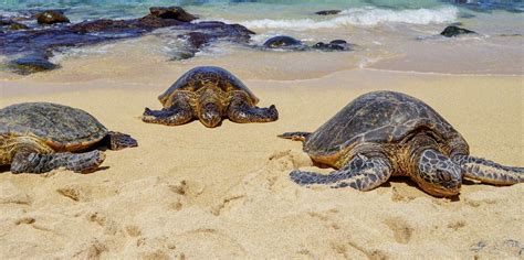 Ho'okipa Beach Park, Paia - Book Tickets & Tours | GetYourGuide