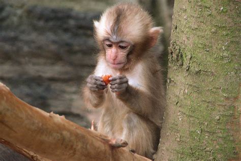 Young Japanese Macaque Eating - Brilliant Creation