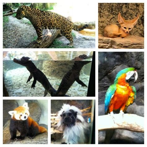 Chattanooga Zoo | Chattanooga zoo, Chattanooga, Zoo