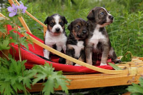 Alaskan Husky sled dog puppies sit in sled outdoors, Southcentral ...