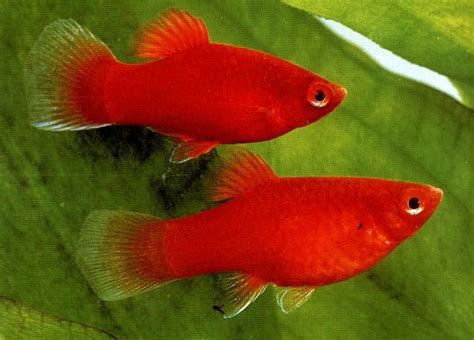 Red platy fish (I had a runt, he was adorable!) | Aquarium fish, Fish ...