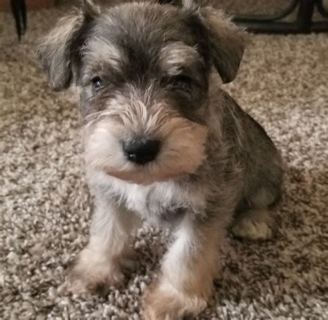 Miniature Schnauzer Puppies For Sale | Acworth, GA #300227