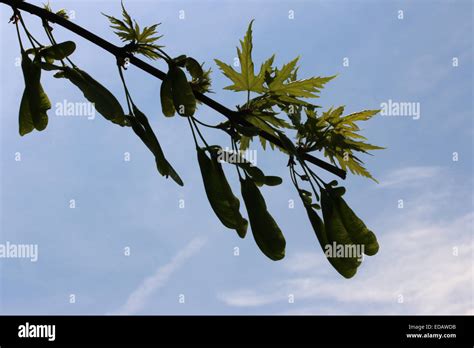 Silver maple seeds hanging on branch Ohio Stock Photo - Alamy