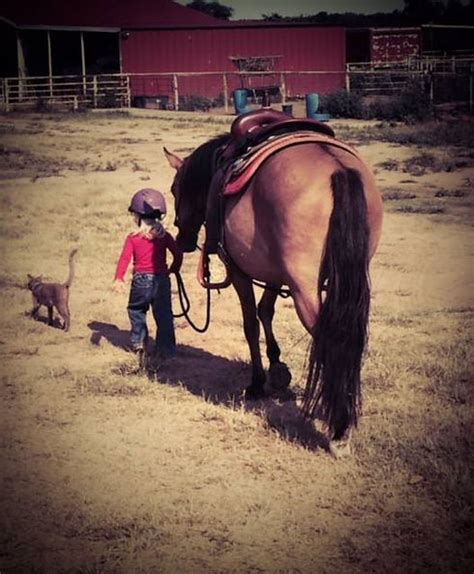 Home | Galiceño Horse Breeders Association