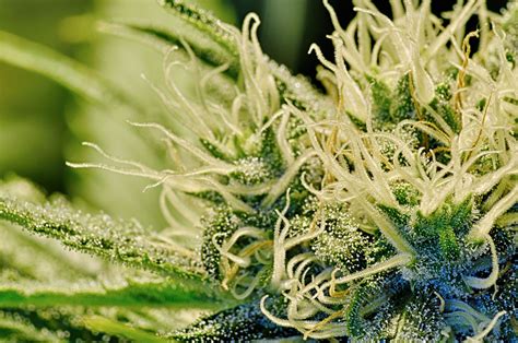 high cbd seeds selection best strains | HerbMedix