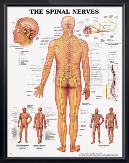 17 Best images about neurology nursing on Pinterest | Poster, Epilepsy ...