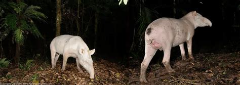 Albino Lowland Tapirs discovered in the Brazilian Atlantic Forest - De ...