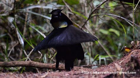 Western Parotia (Parotia sefilata), male DSC_3413-10 | Flickr