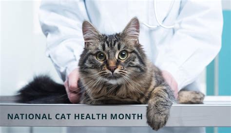 National Cat Health Month - BudgetPetWorld