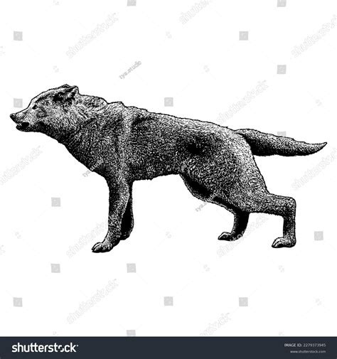 Dire Wolf Hand Drawing Vector Isolated Stock Vector (Royalty Free) 2279373945 | Shutterstock